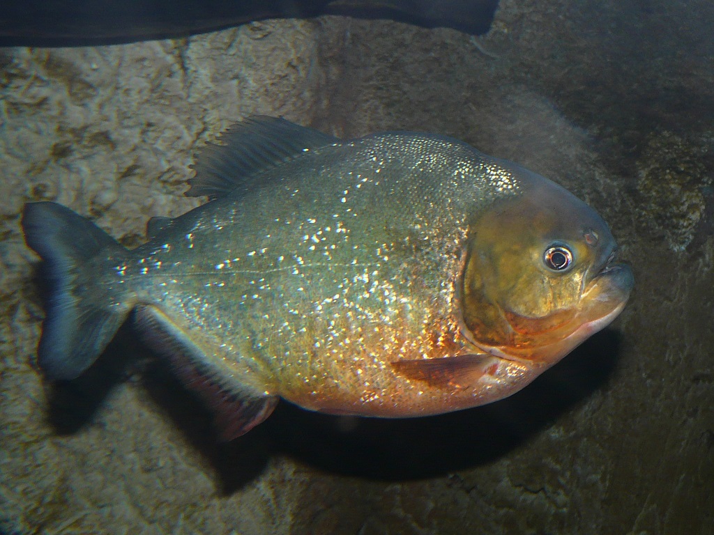 Las Pirañas invaden el Acuario de Zaragoza