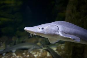 CUADERNO DE BITÁCORA DEL ACUARIO DE ZARAGOZA #DÍA62