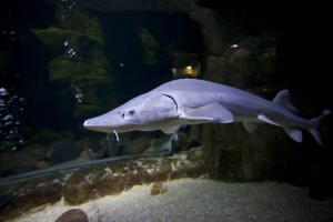 CUADERNO DE BITÁCORA DEL ACUARIO DE ZARAGOZA #DÍA20