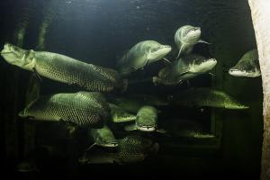 CUADERNO DE BITÁCORA DEL ACUARIO DE ZARAGOZA #DÍA33