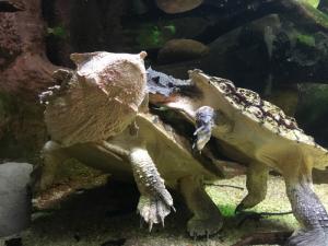 CORTEJO DE LA 🐢MATAMATA EN EL ACUARIO DE ZARAGOZA