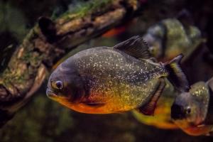 CORTEJO DE PIRAÑAS DE VIENTRE ROJO EN EL ACUARIO DE ZARAGOZA