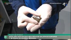 CONTROL CRIAS DE GALÁPAGO EUROPEO NACIDAS EN EL 2020 EN EL ACUARIO DE ZARAGOZA