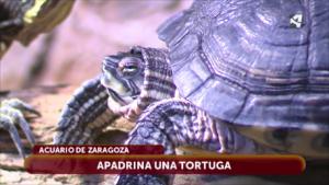 CAMPAÑA DEL ACUARIO DE ZARAGOZA