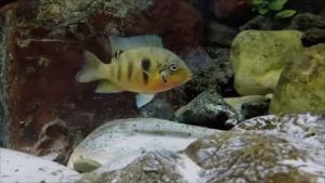 CRÍAS DE Heterochromis multidens EN EL ACUARIO DE ZARAGOZA