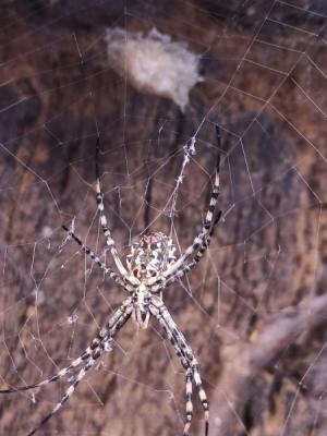 OOTECA DE ARAÑA TIGRE