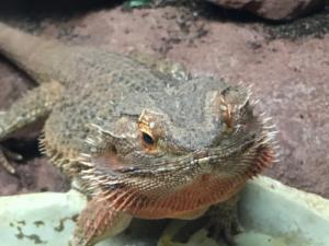 PAREJA DE DRAGÓN BARBUDO EN EL ACUARIO DE ZARAGOZA