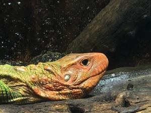 CUADERNO DE BITÁCORA DEL ACUARIO DE ZARAGOZA #DÍA15