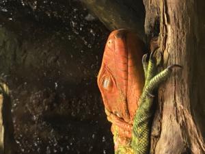 EL LAGARTO CAIMÁN (Dracaena guianensis)