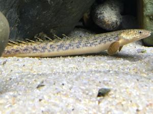 DÍA 1: PEZ BICHIR AFRICANO (Polypterus teugelsi)