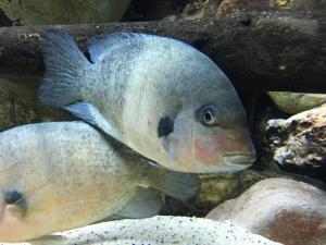 CUADERNO DE BITÁCORA DEL ACUARIO DE ZARAGOZA #DÍA46