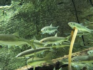 CUADERNO DE BITÁCORA DEL ACUARIO DE ZARAGOZA #DÍA58