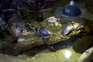 DÍA 57 RECOGIDA DE MASCOTAS EXÓTICAS EN EL ACUARIO DE ZARAGOZA DURANTE LA EMERGENCIA SANITARIA CAUSADA POR EL COVID19