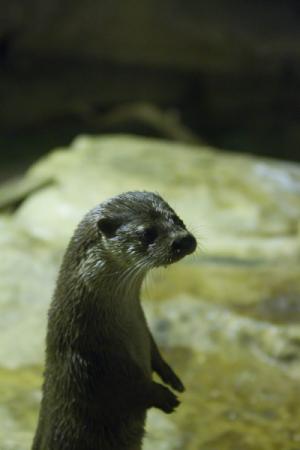 CUADERNO DE BITÁCORA DEL ACUARIO DE ZARAGOZA #DÍA42