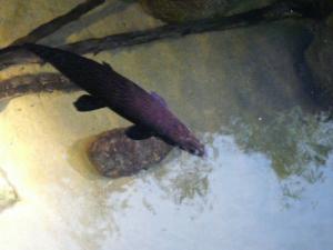 CUADERNO DE BITÁCORA DEL ACUARIO DE ZARAGOZA #DÍA79